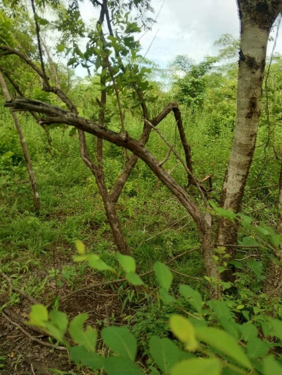 Leaning and broken tree limbs among tall grass and young trees on uncleared bush land.