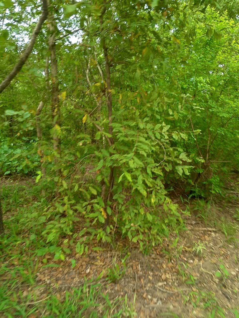 Dense green shrub thicket at the edge of a cleared strip of ground.