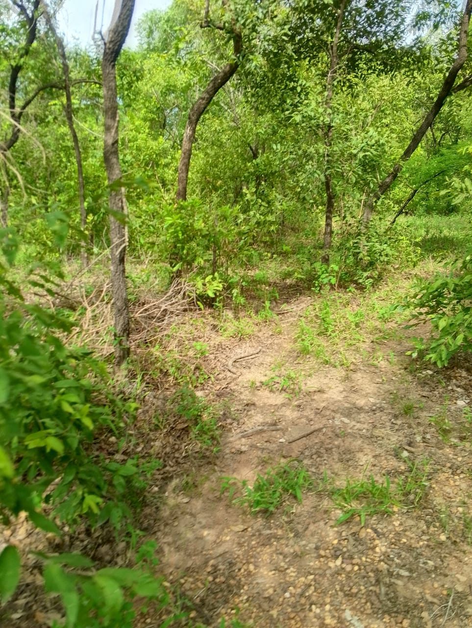 Open woodland with a bare earth path running between thin trees.