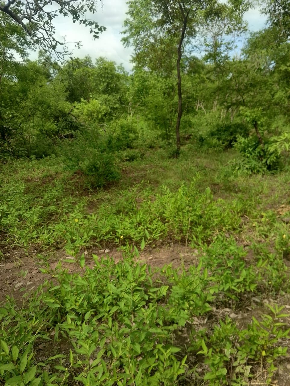 Cleared patch of low weeds and grass with the tree line and cloudy sky behind.
