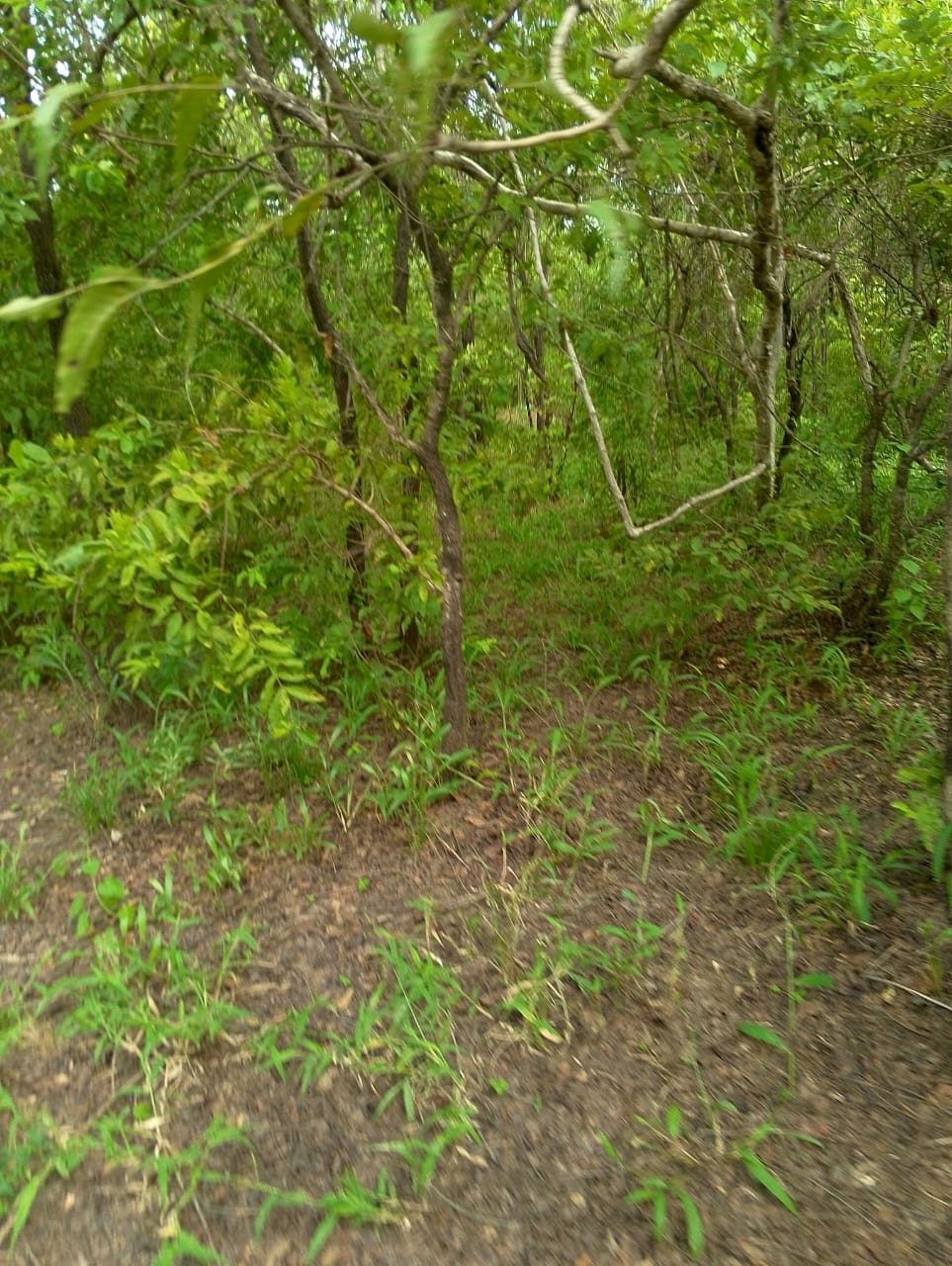 Thin trees standing over a bare earth path through the bush.
