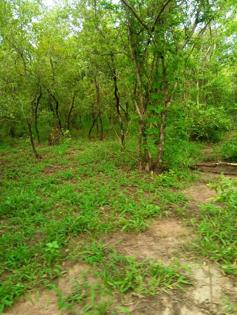 Grassy clearing with a multi-stemmed tree in the centre.