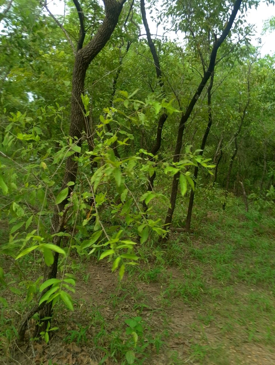 Young trees and saplings growing along the side of a track.