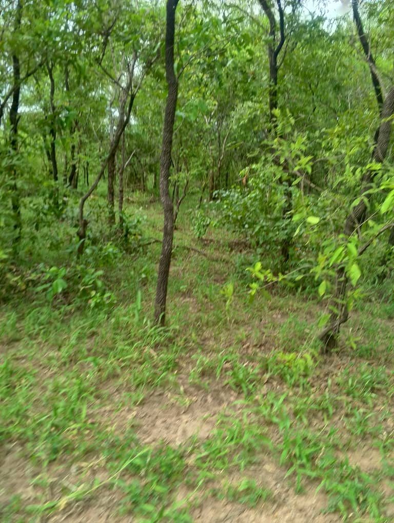 Sloping woodland with sparse grass cover and scattered thin trunks.