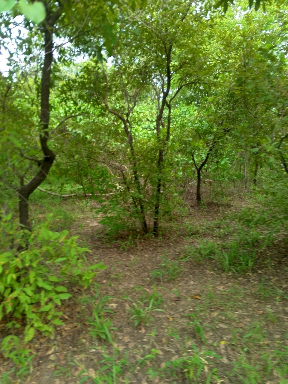 Dense canopy of trees over open, cleared ground.