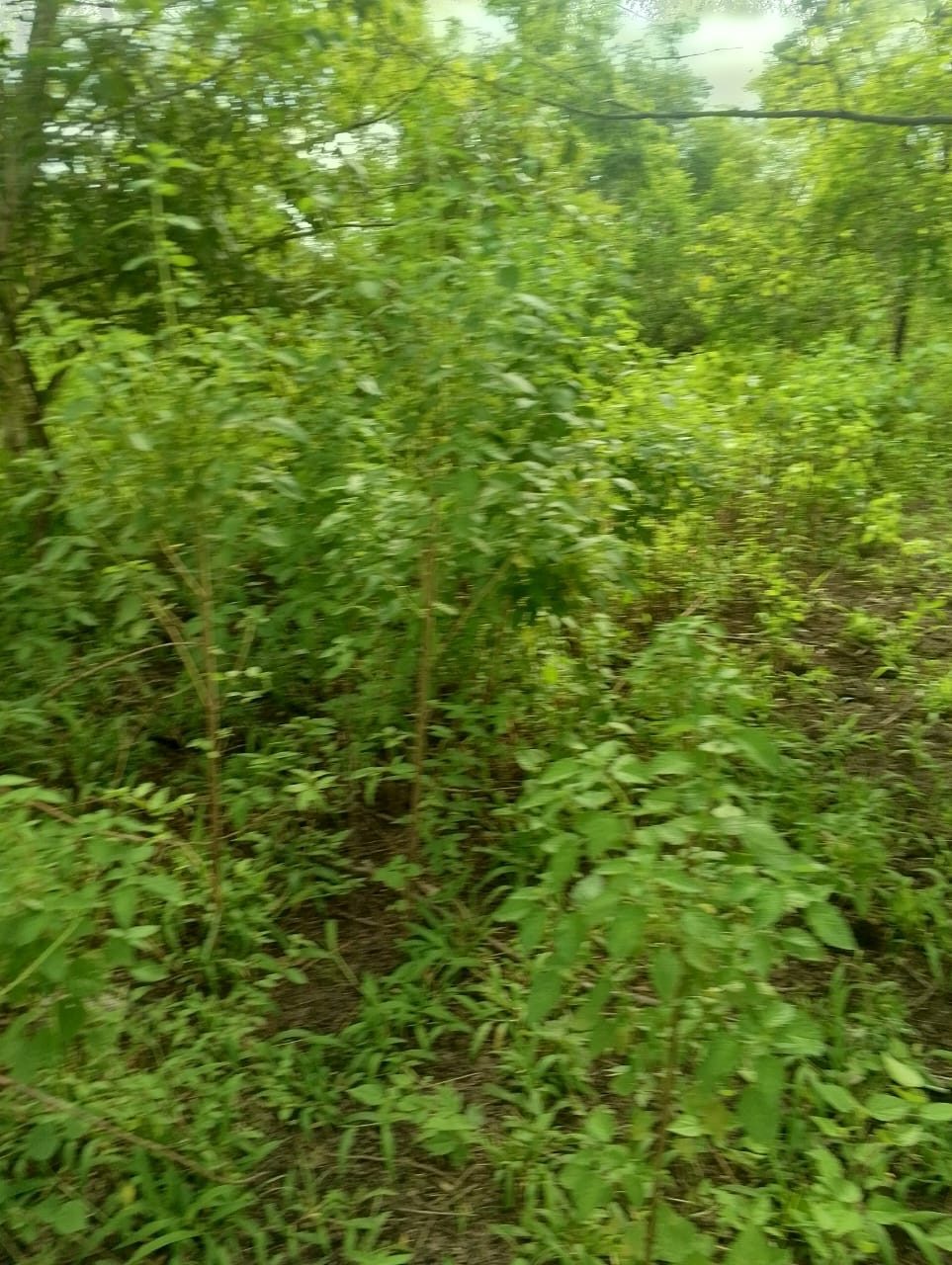Very dense thicket of green saplings and shrubs filling the frame.